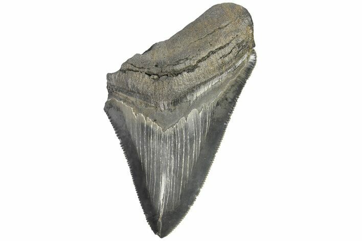 Bargain, Fossil Megalodon Tooth - Serrated Blade #169319